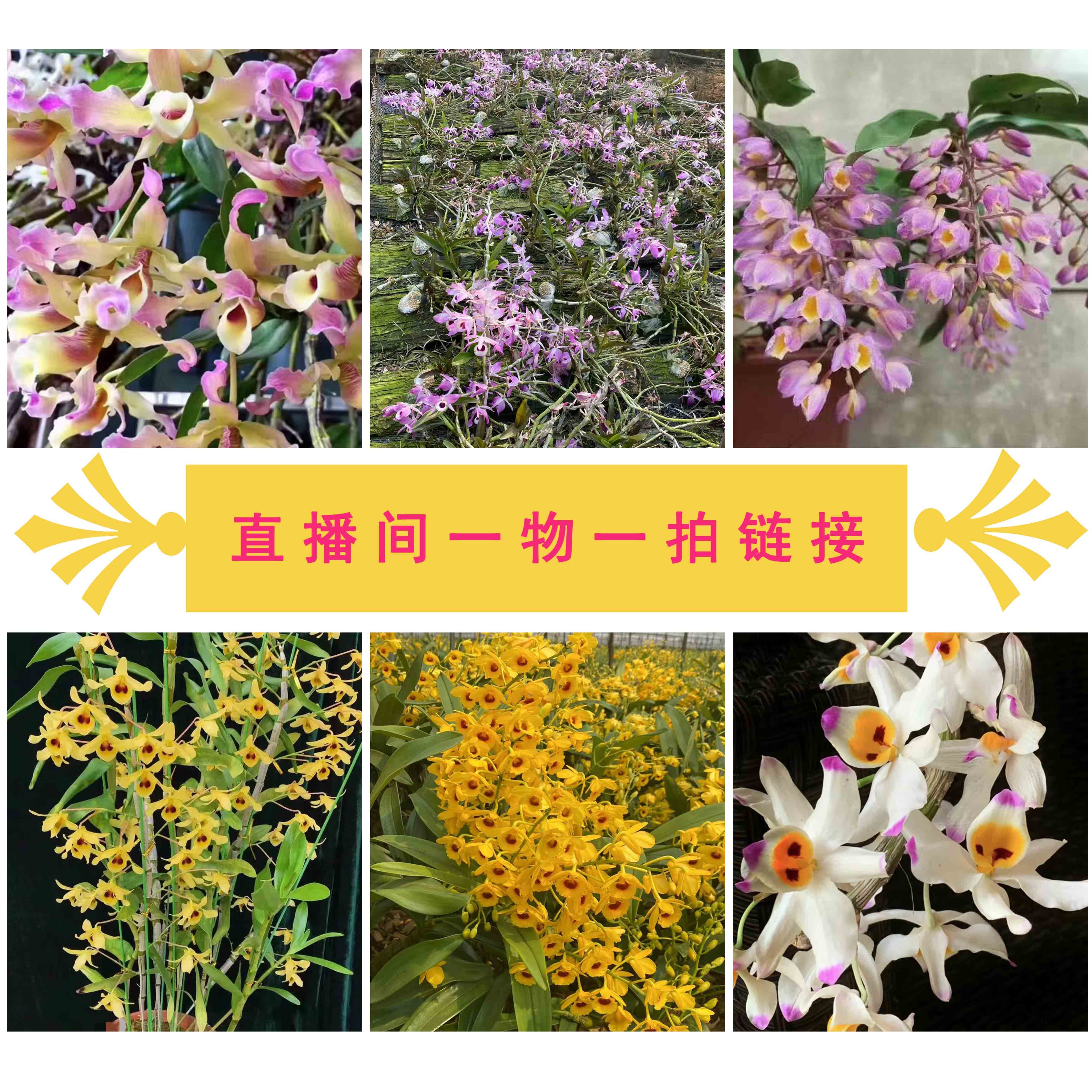 【熠升石斛】一物一拍，花卉绿植。盆栽白色黄色紫色兰花红色春季