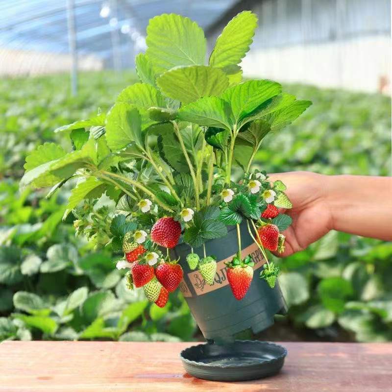 草莓苗带盆带土带果盆栽四季奶油草莓苗阳台种植四季高产当年结果