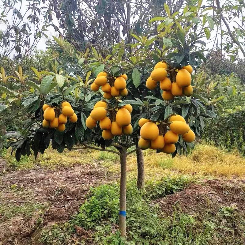 枇杷果苗无核砂糖枇杷苗无核枇杷树苗嫁接盆栽特大庭种植当年结果