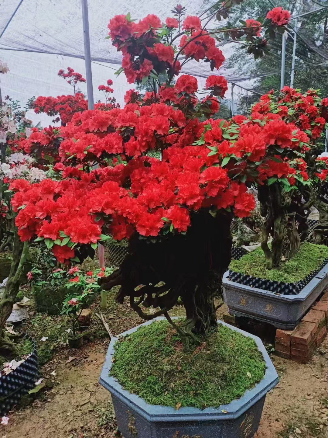 (一物一拍)杜鹃花老桩四季常青耐寒耐热好养易活