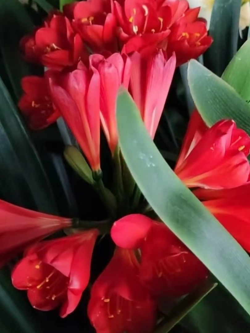 君子兰红花三剑客5年老苗国旗红比利时红黑金刚保花色-直播间咨询