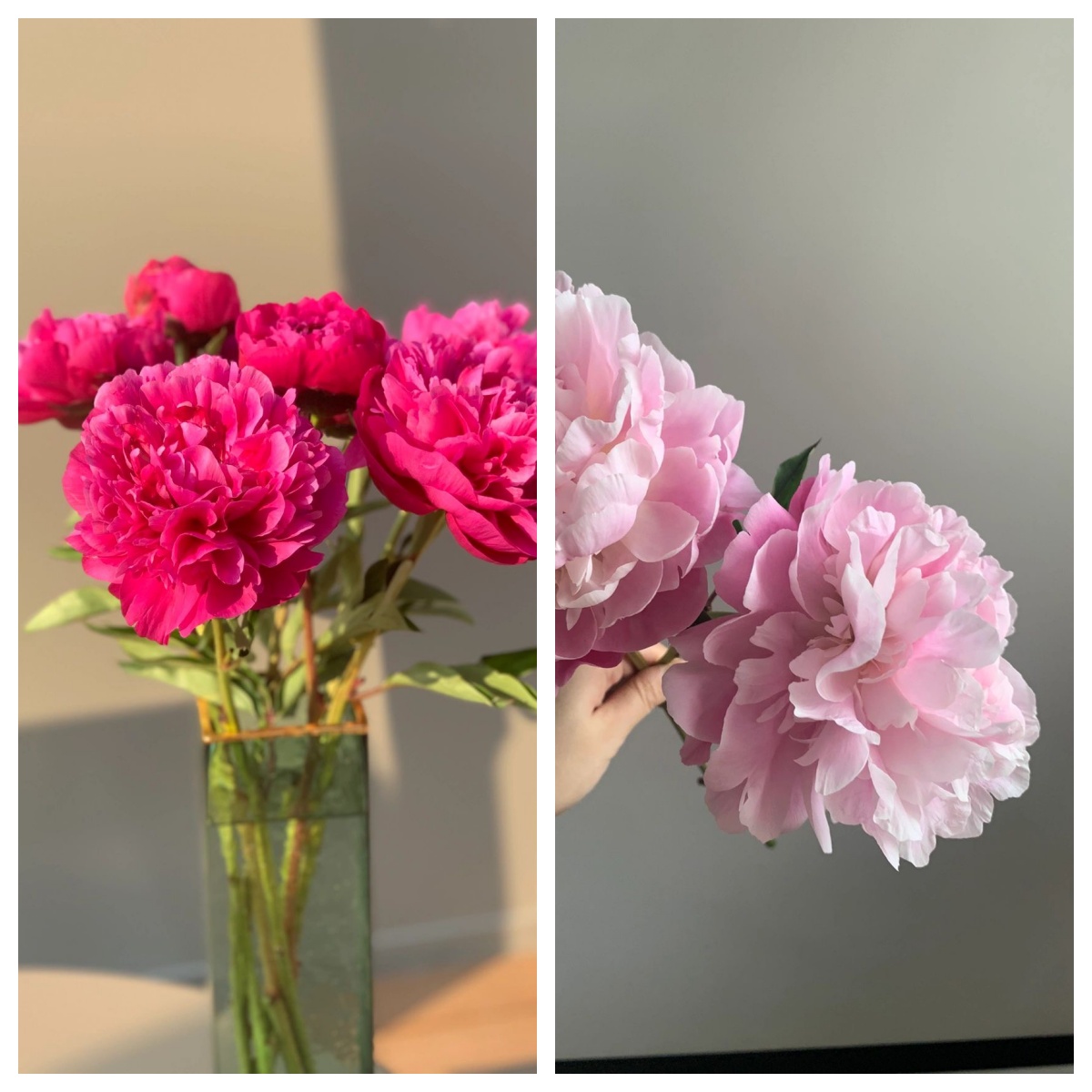 桑篱园【520福利】国产重瓣大芍药鲜切花山东菏泽基地直发共10枝