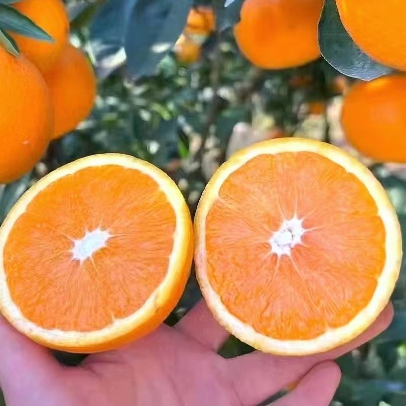 山哥补贴宜昌脐橙5斤9斤包邮