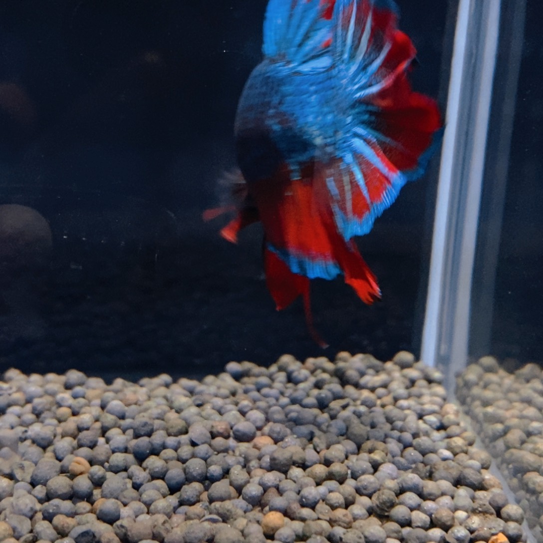 斗鱼热带鱼不分公母294