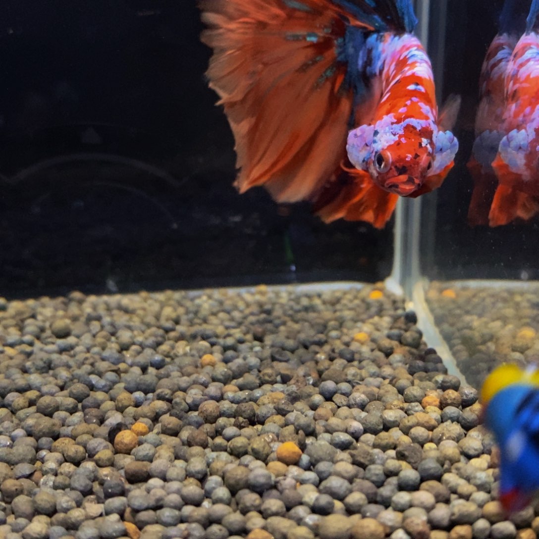 斗鱼热带鱼不分公母467