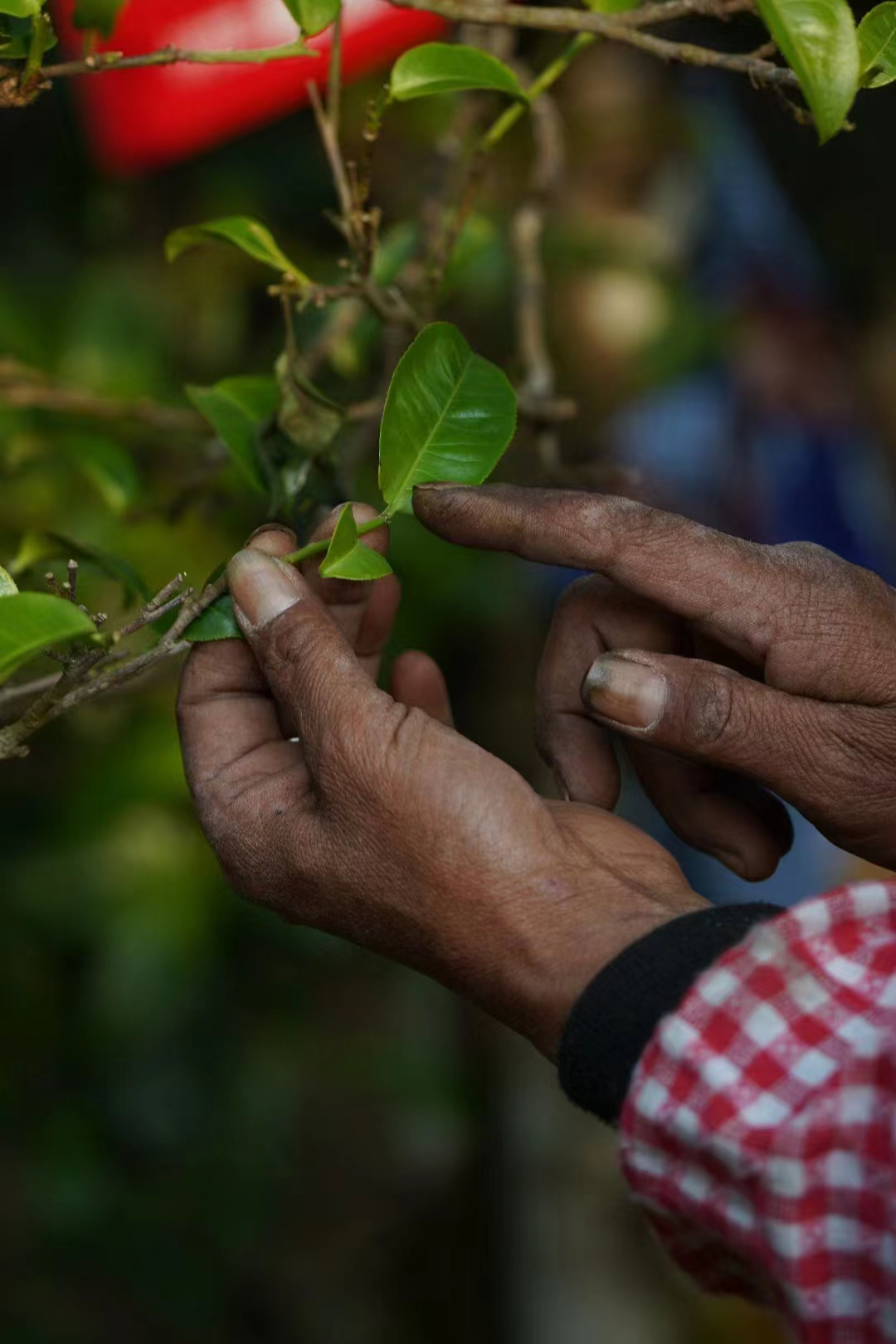 云南茶叶通用链接（生茶熟茶红茶白茶散茶饼茶）