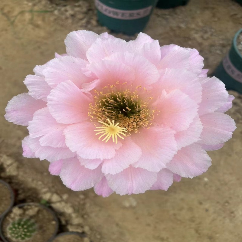 彩草仙人球基地发货彩草丽花毛花柱【直播间一物一拍】不清楚的联系