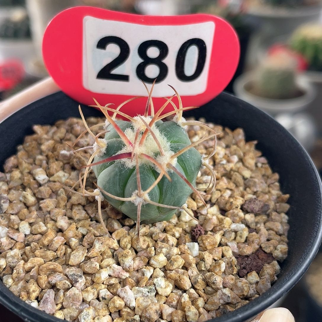 仙人球实 生花王