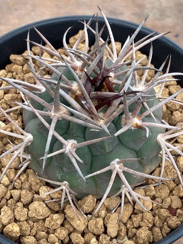 仙人球守金摩天龙裸鄂球属实生籽播球体冠径6.2厘米一物一拍实物