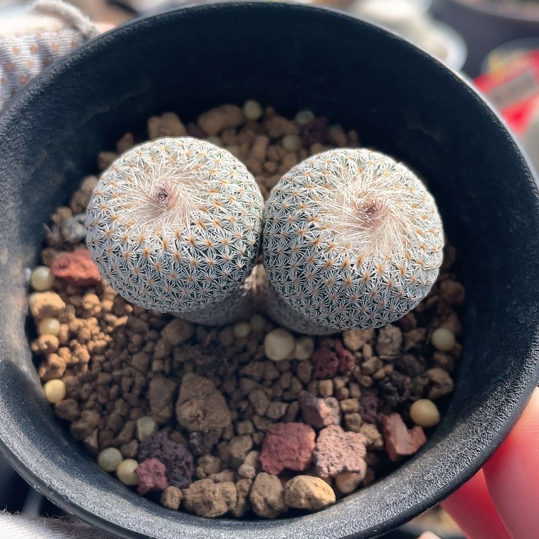 仙人球实生双头月世界