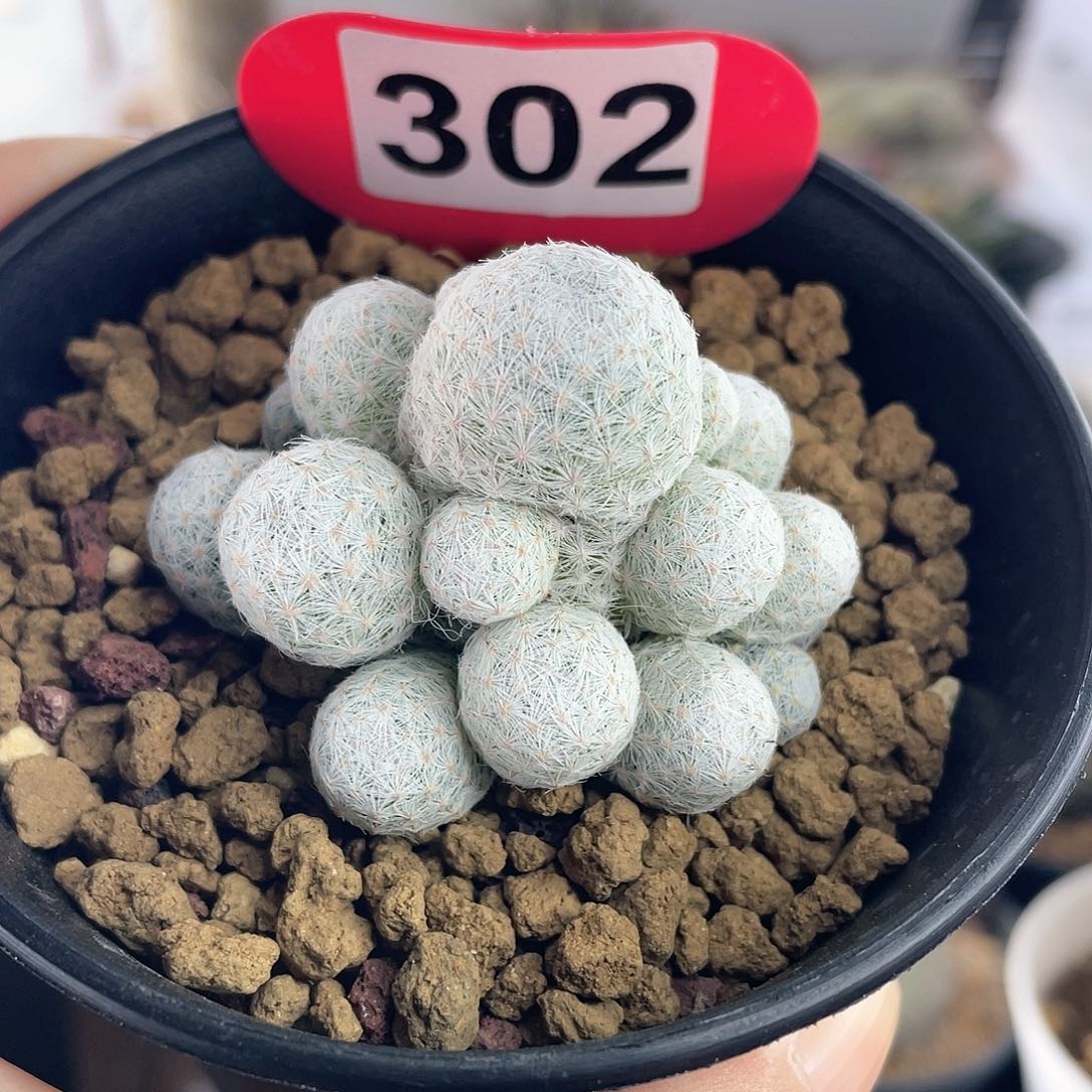 仙人球实生姬春星群生