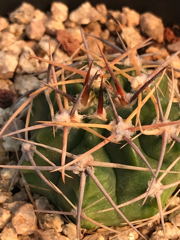 仙人球金刺神武玉裸鄂球属实生籽播球体冠径3.8厘米一物一拍实物