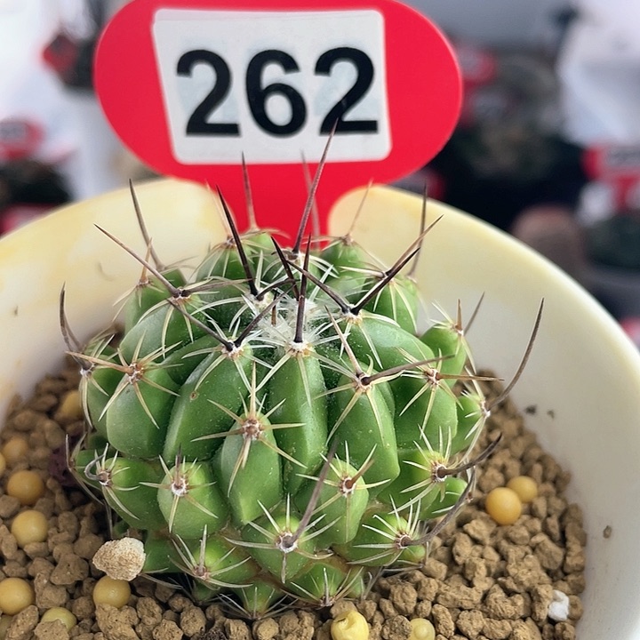 仙人球实生天照丸