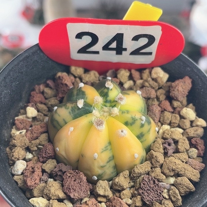 仙人球实生 兜锦