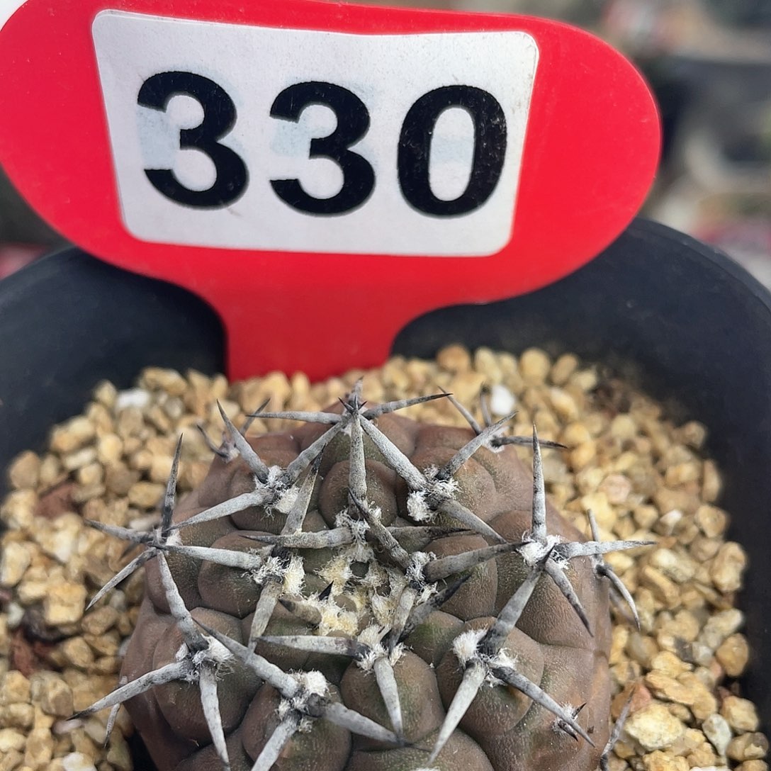 仙人球实生豪刺凤头