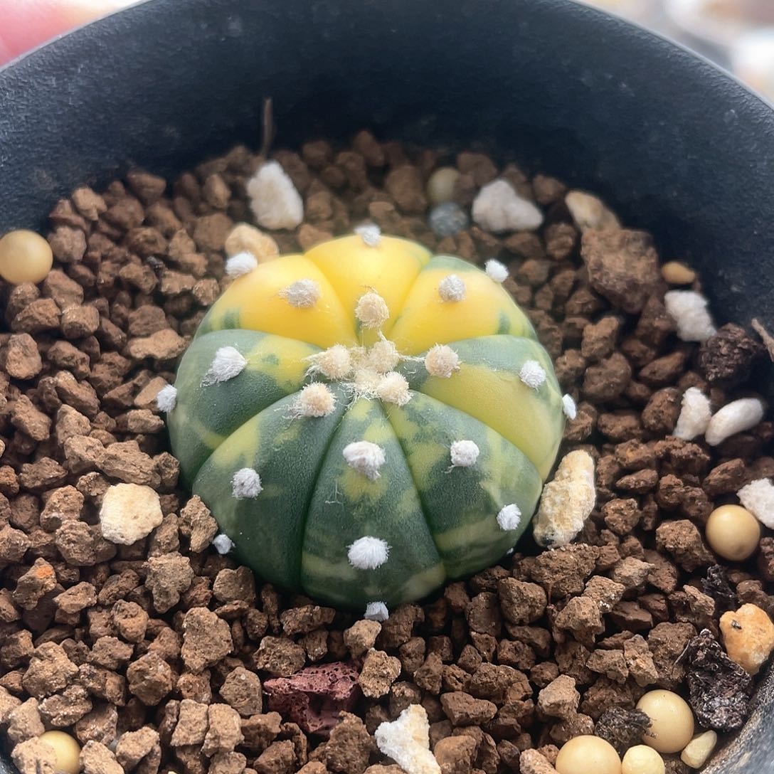 仙人球实生 兜锦