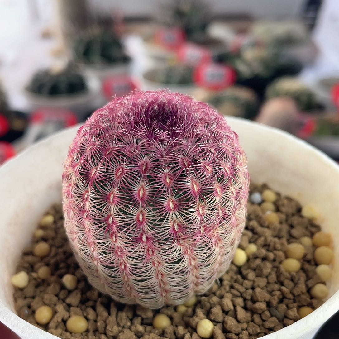 仙人球实生红太阳