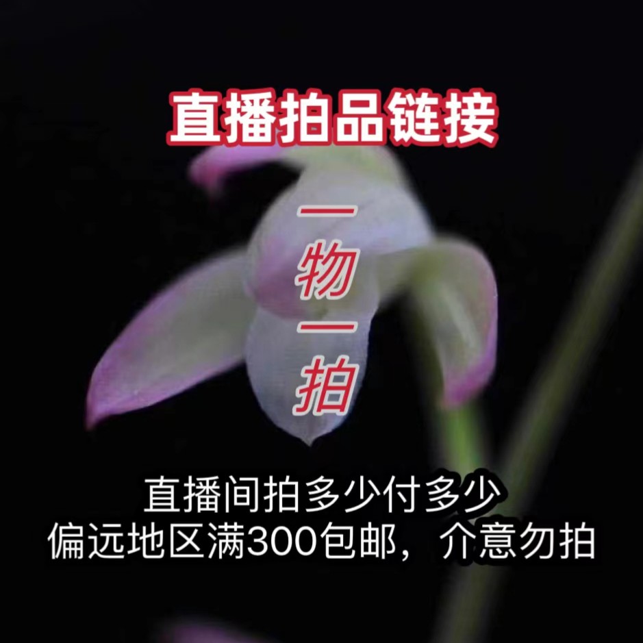 宸祥花卉 建兰浓香型 