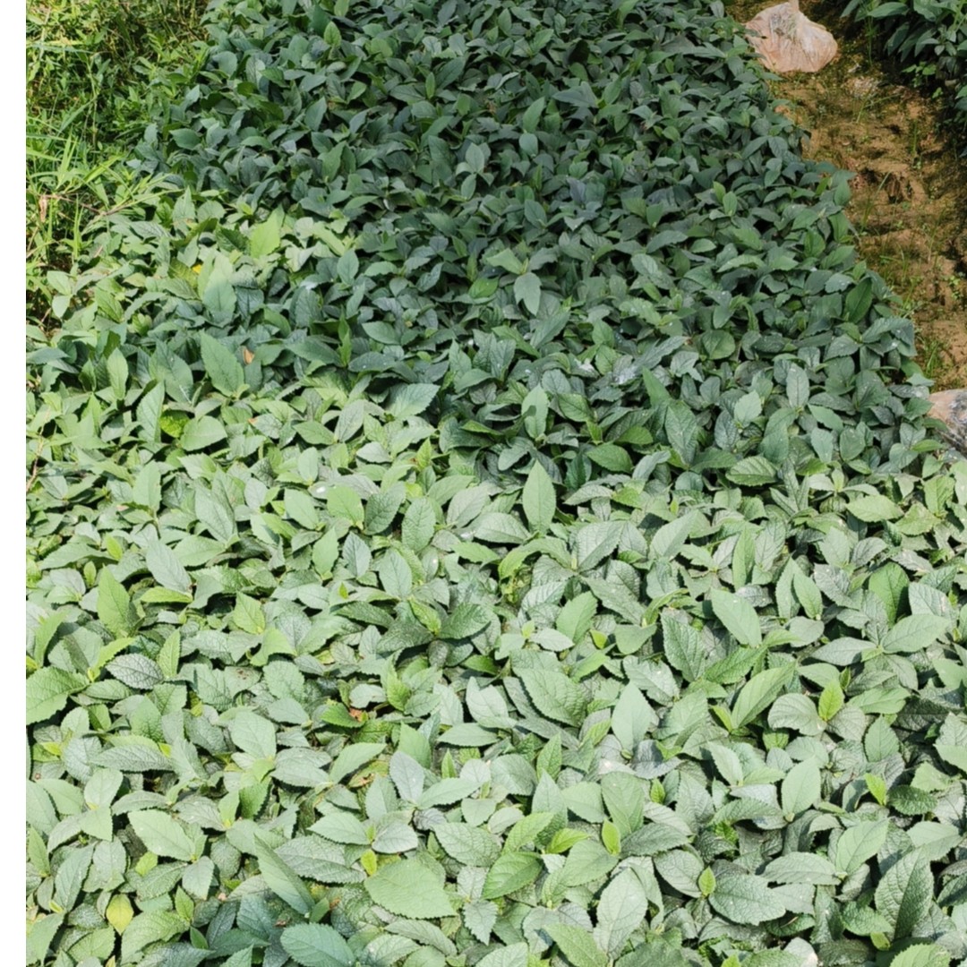 广西正宗五指毛桃苗