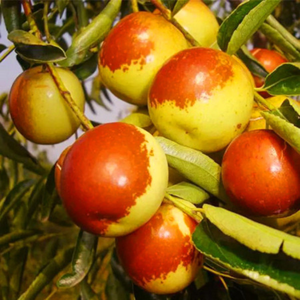 嫁接修剪枣树栽培脆甜冬枣树超甜特大盆栽地栽庭院种植园艺枣树苗