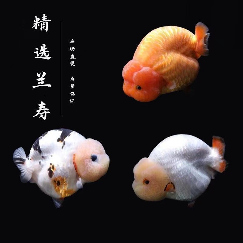 观赏鱼兰寿淡水鱼金鱼精品