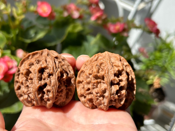 正宗老树原装苹果园