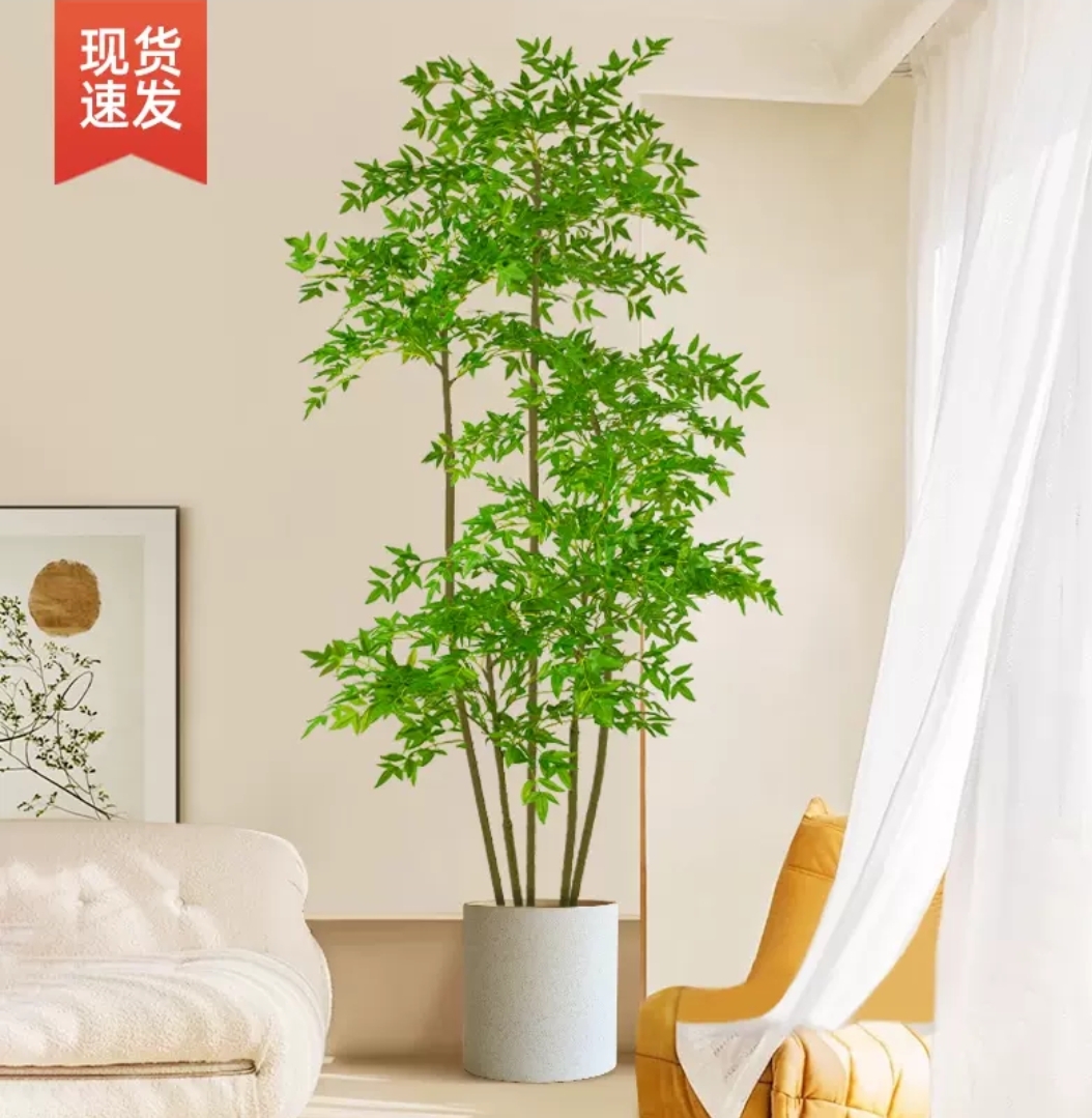 室内室外南天竹客厅落地盆栽地栽四季不落叶五红犬幸福树摇钱树，