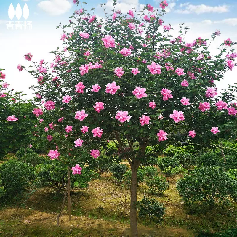 四公分木槿花，非常耐寒品种。重瓣花，大小规格。