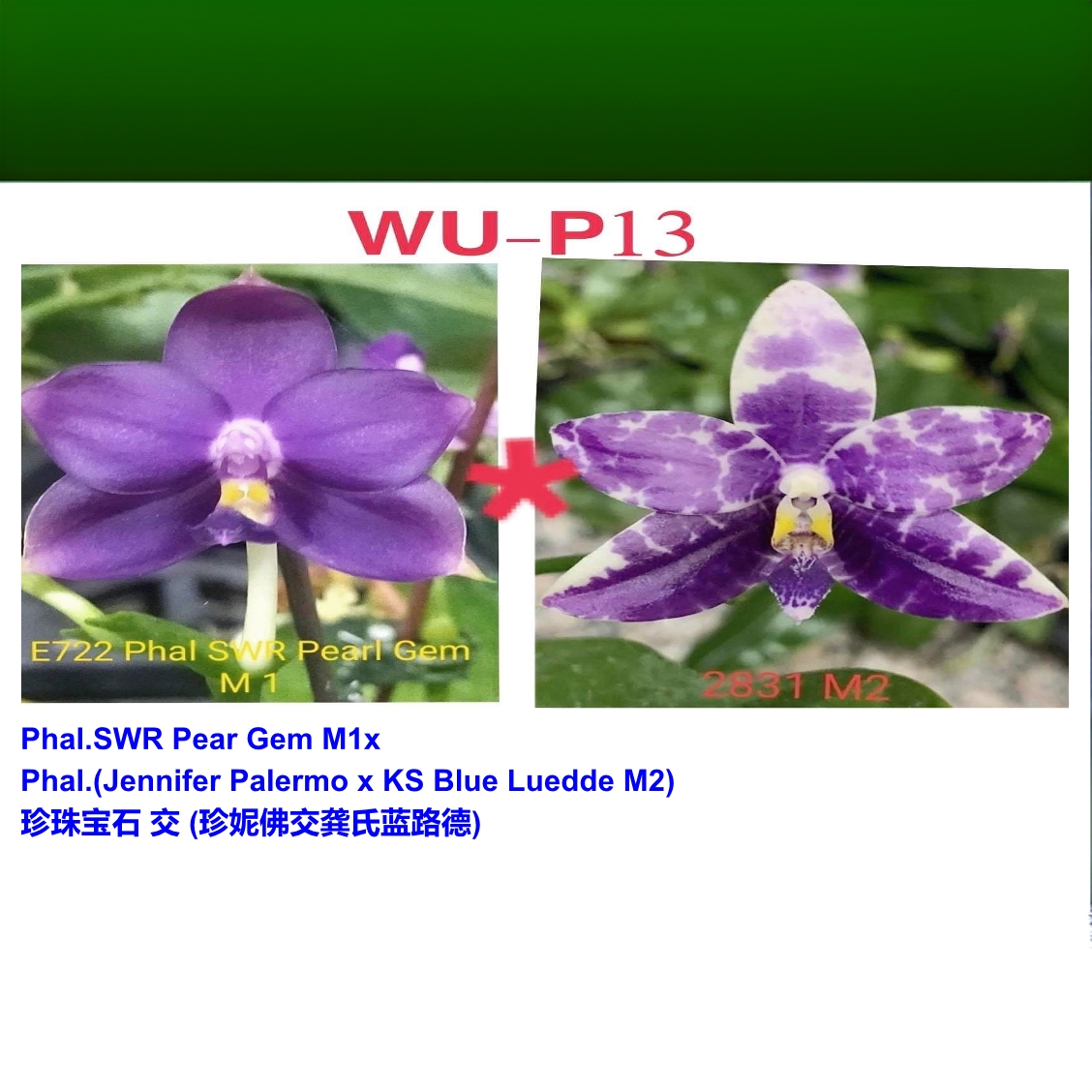 P13珍珠宝石交（珍妮佛交蓝路德） 原生趣味蝴蝶兰【锦尚兰业】