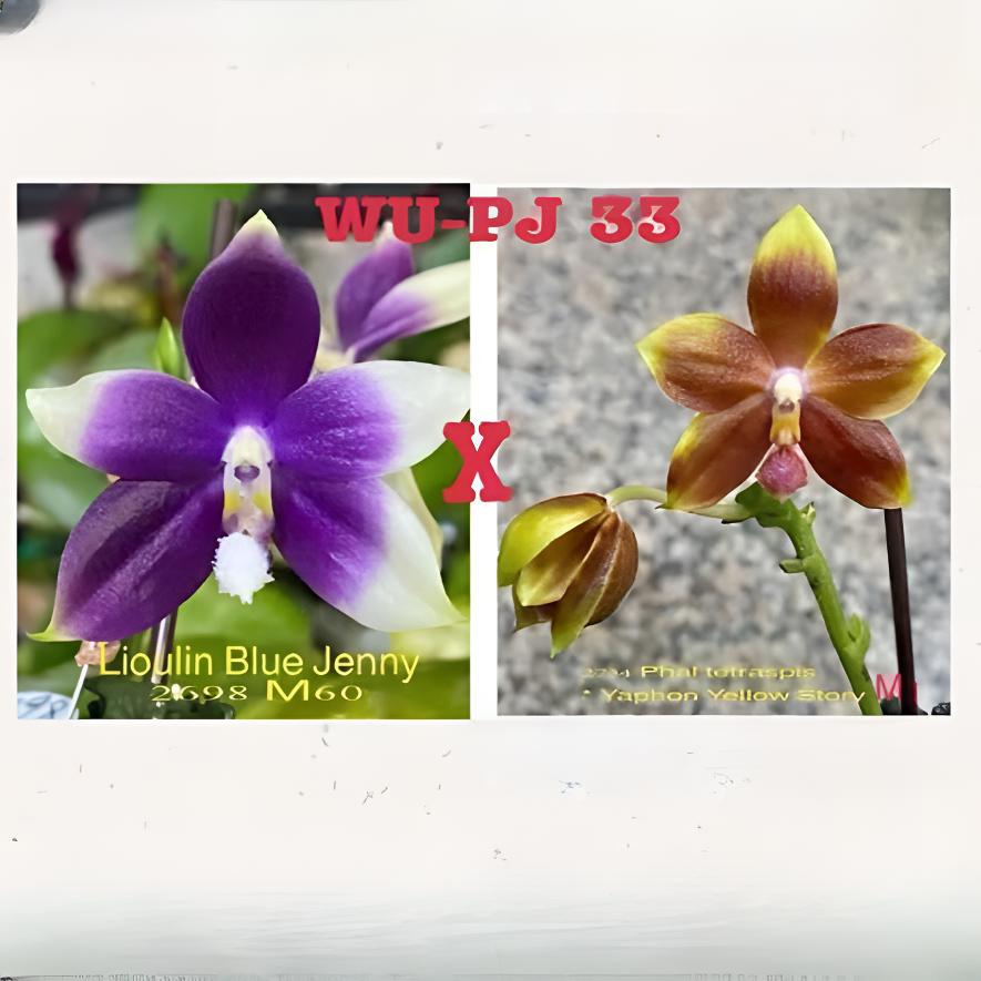 PJ33 柳林蓝珍交(铁爪交雅风黄故事)  趣味蝴蝶兰【锦尚兰业】