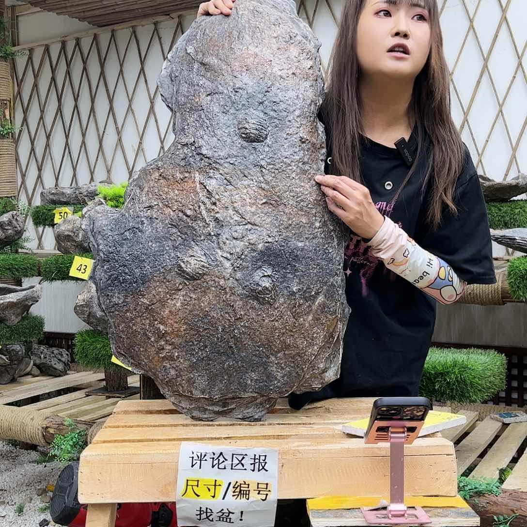 盆景艺术的设计p5-005