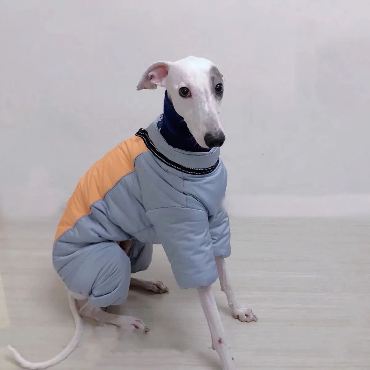 【小扬哥甄选】狗狗衣服秋冬款加厚保暖灵缇犬惠比特细犬防风水四