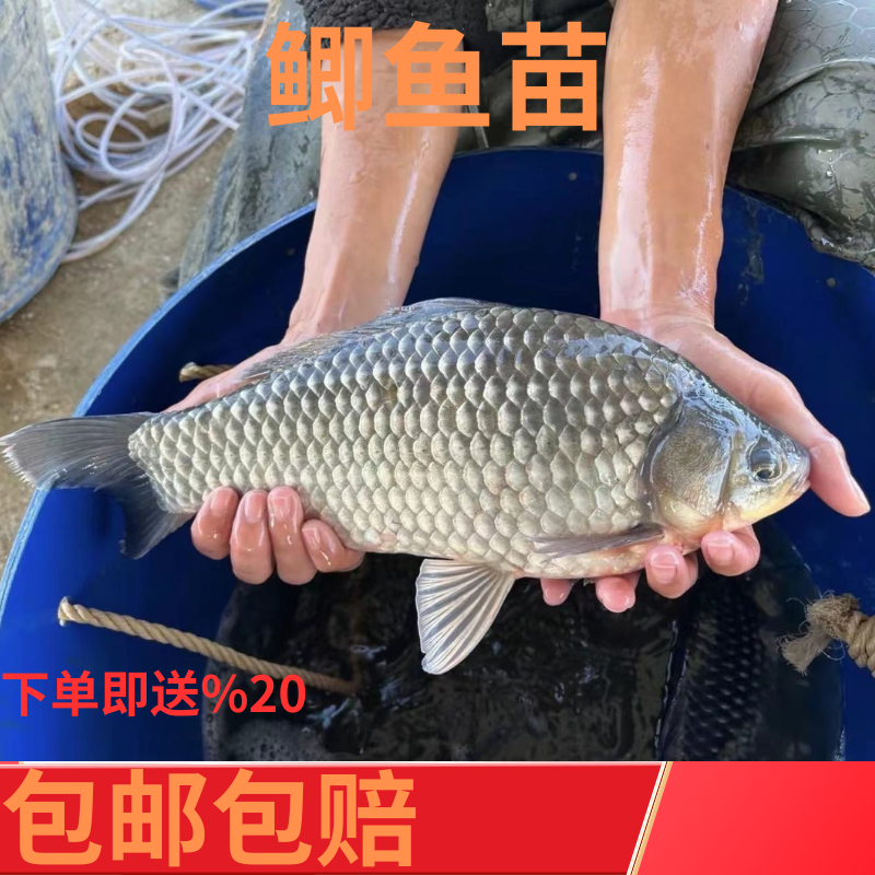 大品种黄金鲫鱼苗中科五号工程鲫湘云鲫高背淡水养殖活体大草鱼苗