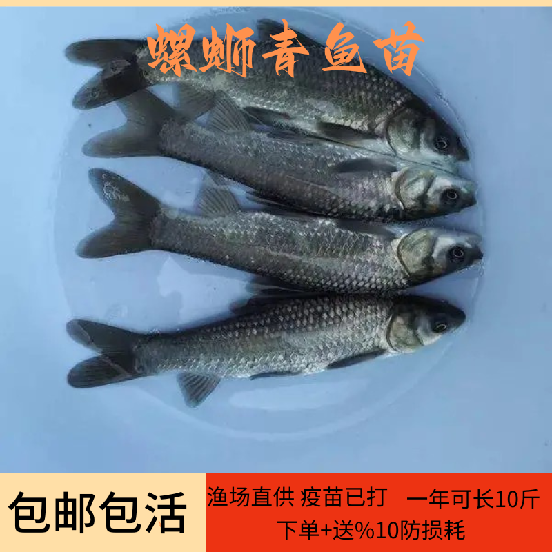 正宗螺蛳青鱼苗大快型草鱼苗鲫鱼苗四大家鱼养殖淡水活体鱼苗包活