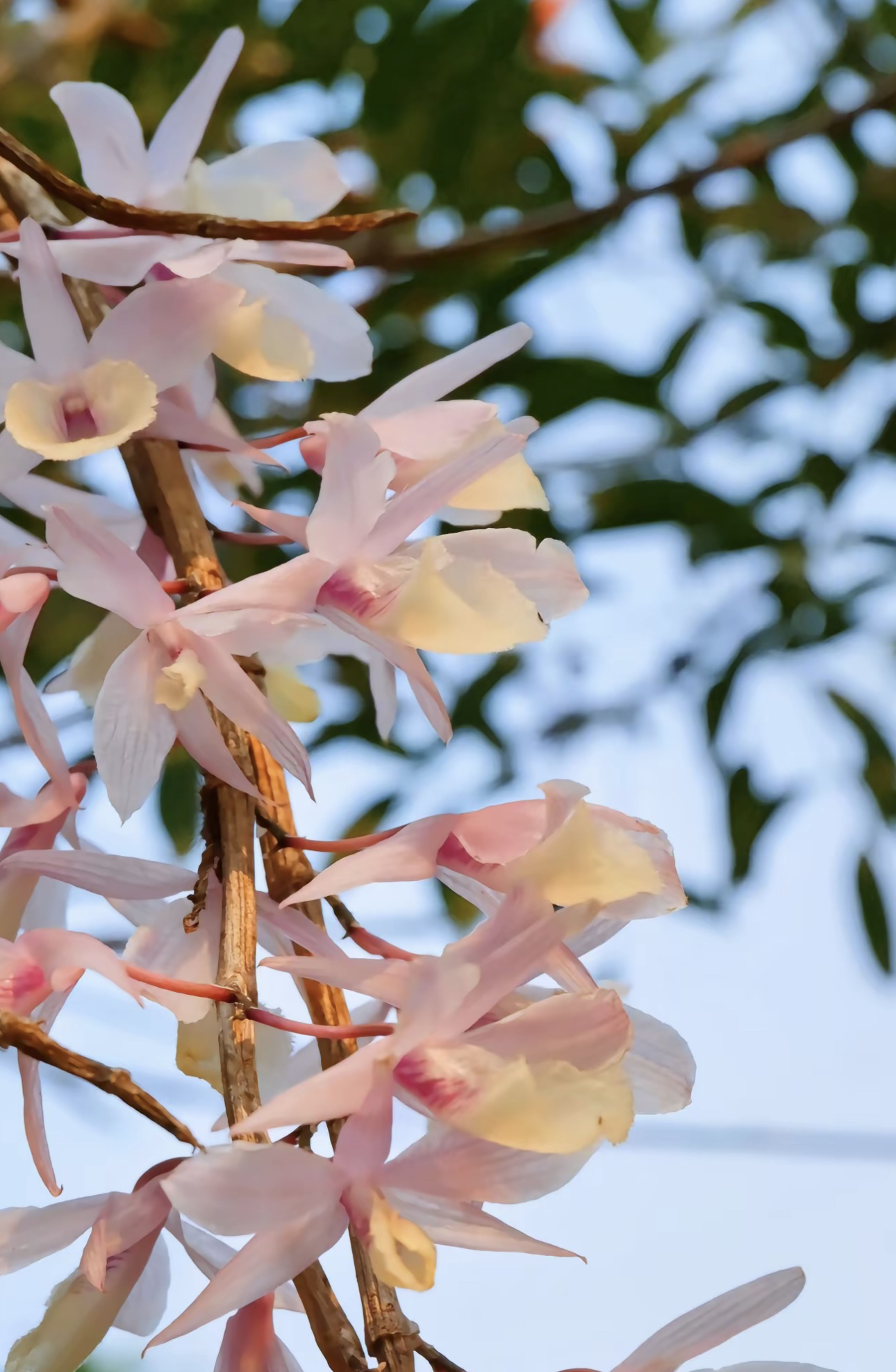 石斛兰直播间一物一拍专属链接