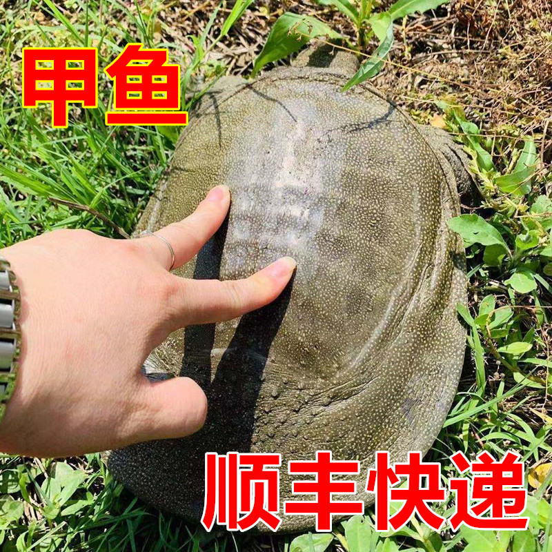 【顺丰发货】鳖之缘生鲜店  精选外塘生长放养优质甲鱼鲜活新鲜包邮