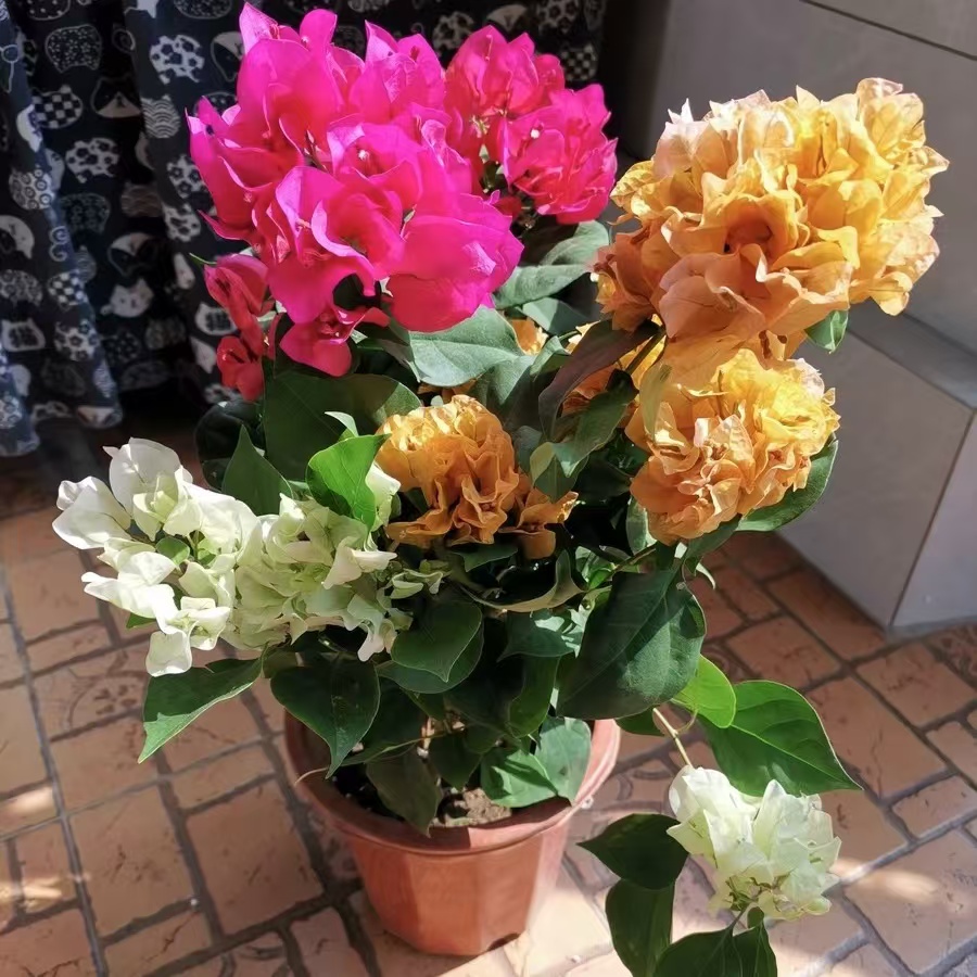 【三色三角梅】多色混种三角梅带花原盆土基地直发