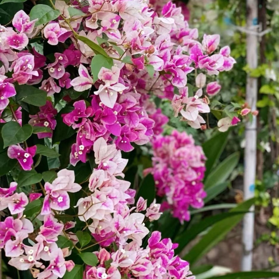 漳红樱（百变花蝴蝶）.三角梅