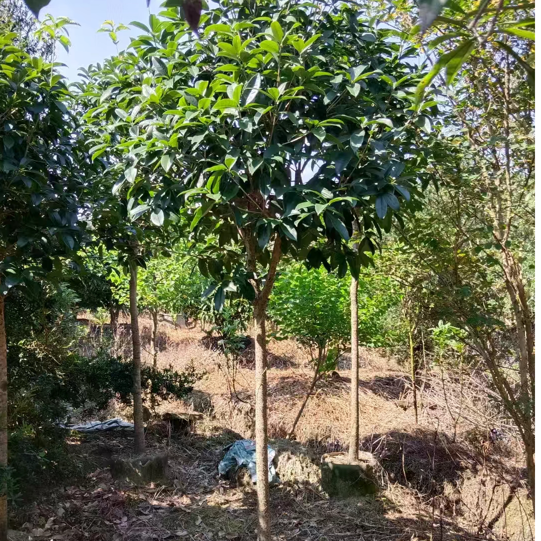 八月黄金桂  丹桂  开花满园飘香