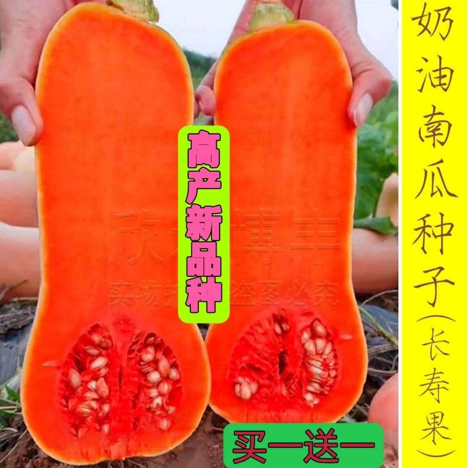 高产奶油南瓜种子新品种春秋四季庭院爬藤甜糯面板栗贝贝南瓜种籽