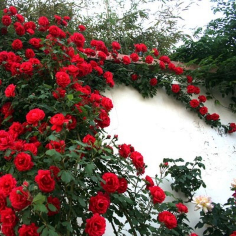 爬墙蔷薇花种籽子四季播种开花月季爬藤植物花籽室外庭院花卉种子
