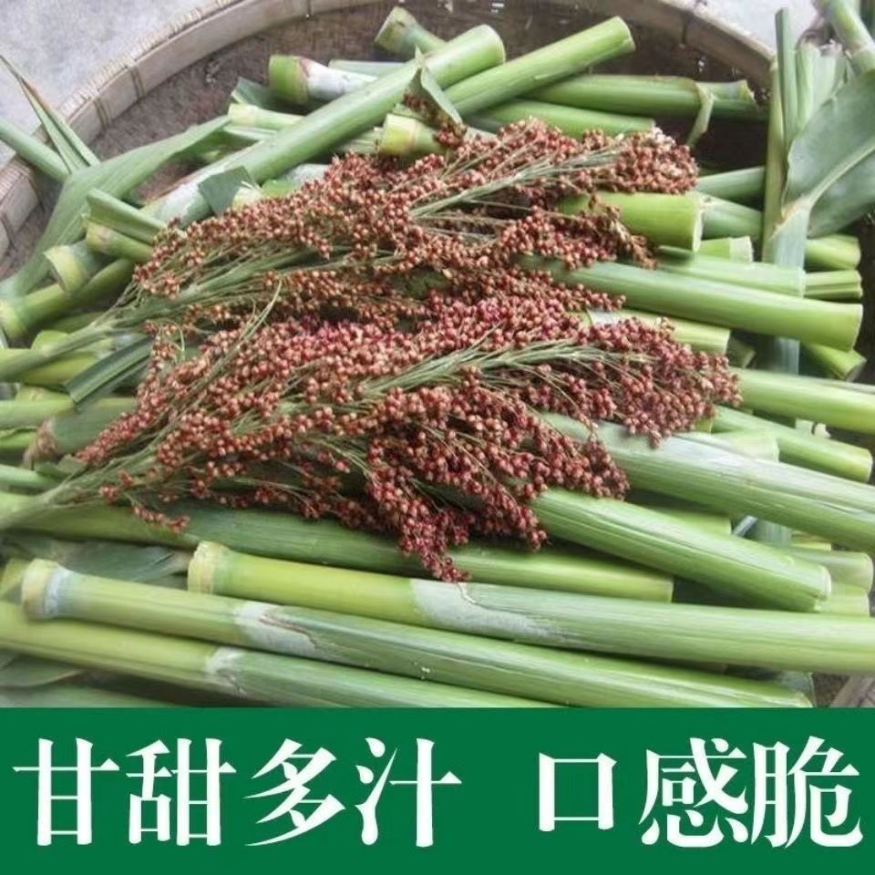 甜杆籽春夏秋四季播甘甜多汁籽水果甜高粱杆籽北方小甘蔗