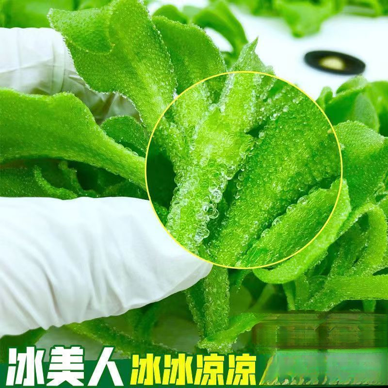 正宗冰菜种子高钙特色菜冰草菜种子四季阳台庭院盆栽蔬菜种子