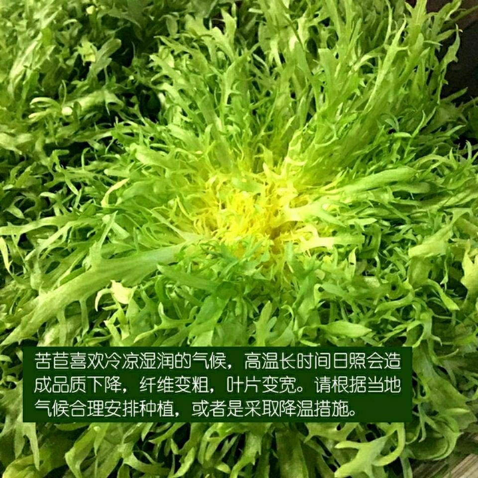 苦苣种子苦菊菜籽黄心细叶四季阳台盆栽蔬菜种孑生菜青菜