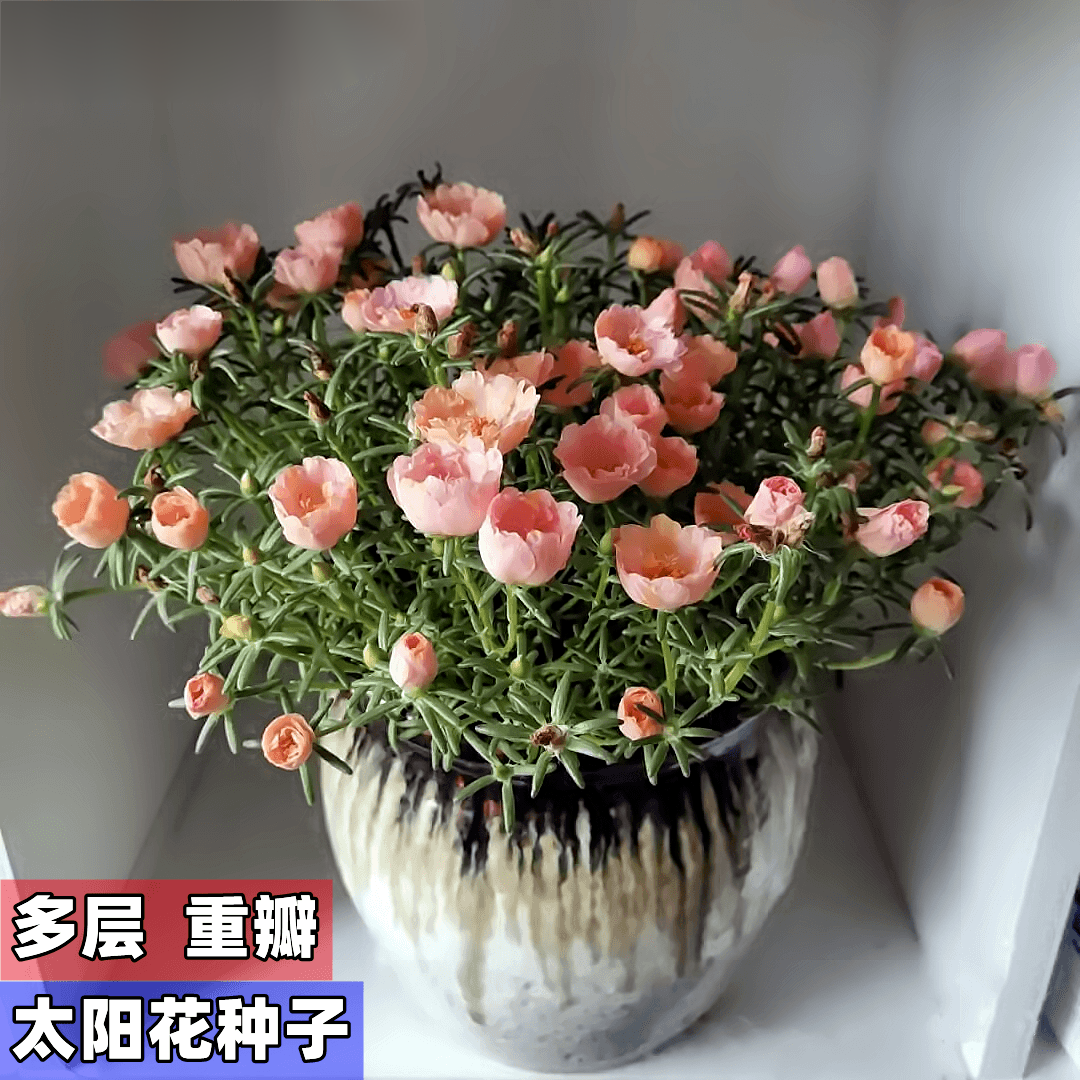 重瓣多层太阳花种子混色四季观花活七彩可选盆土装阳台盆栽花籽
