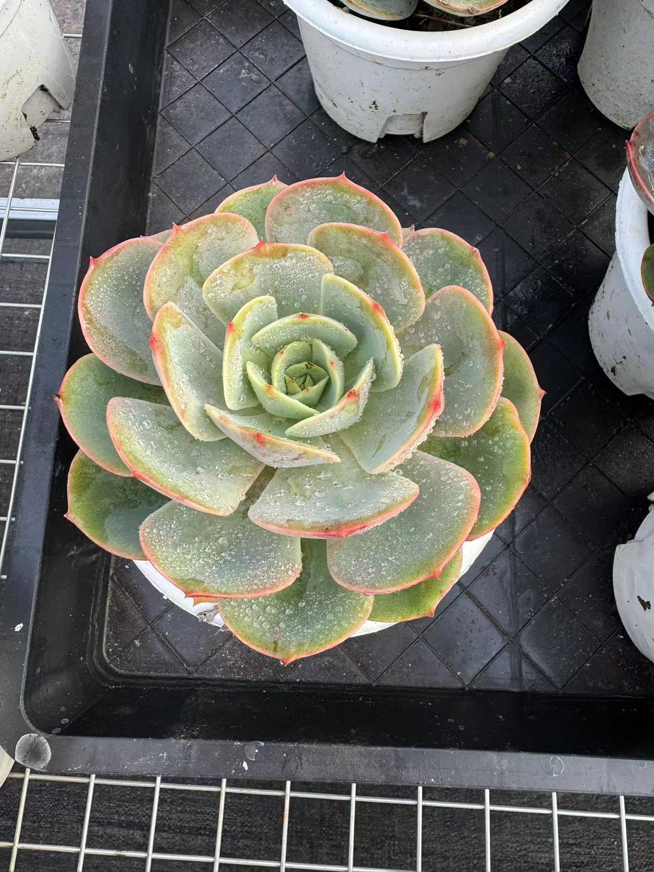 白雪公主 满15包邮不满到付