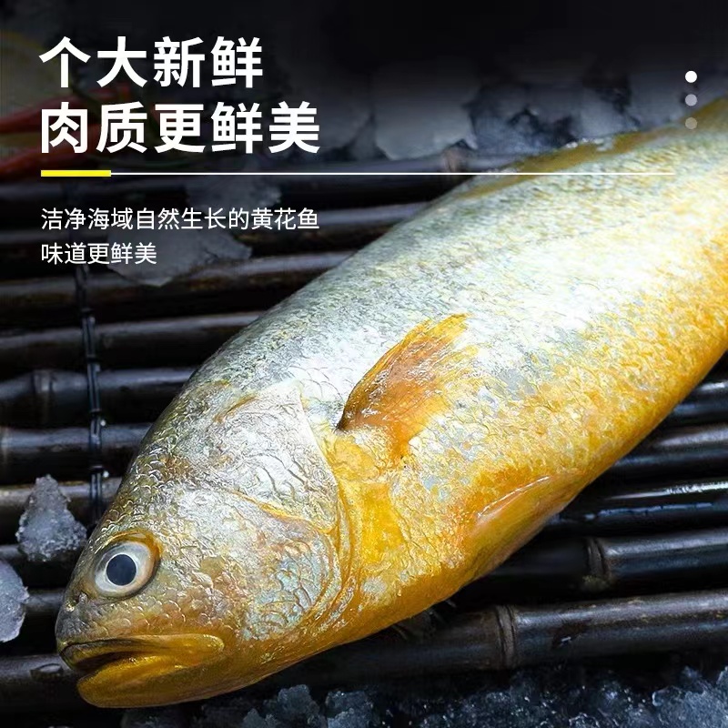 新鲜大黄花鱼鲜活速冻 美味  老少皆宜 9两-1斤一条 发四条