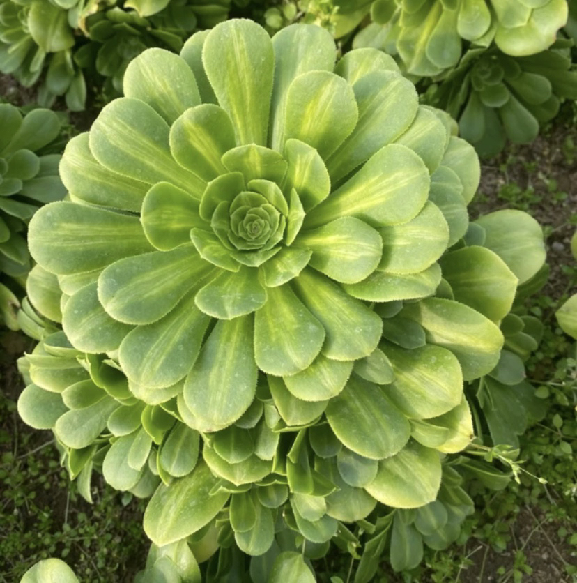 【大棵翡翠琉璃】好看好养，高级感，多肉