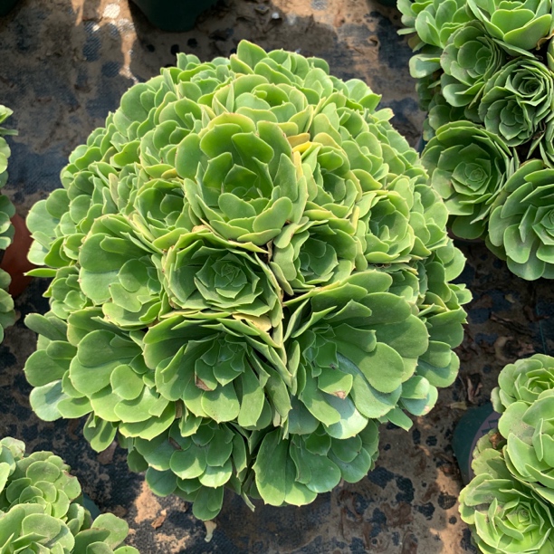 【大棵绿羊绒】好看好养，多肉