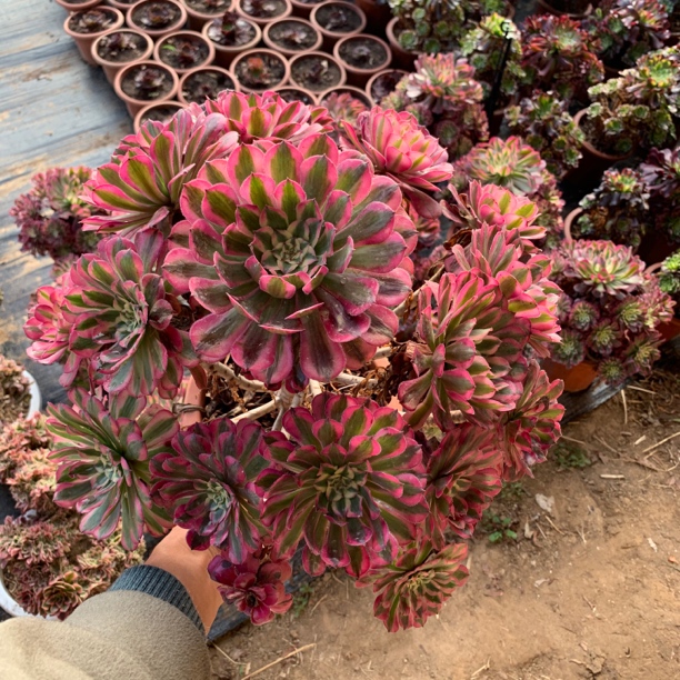 【超大红铜白】精品中的精品，超级好看，多肉植物